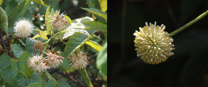 [Two photos spliced together. On the left are five blooms of which four are mostly spent. The one good bloom is a white sphere with thin white spikes emanating from it. The spent blooms have shrunken spheres with missing spikes and the spikes that are there have brown on them. On the right is one bloom which is in the stage prior to the ball and spikes. It is spherical with many thick spikes which do not protrude from the sphere.]